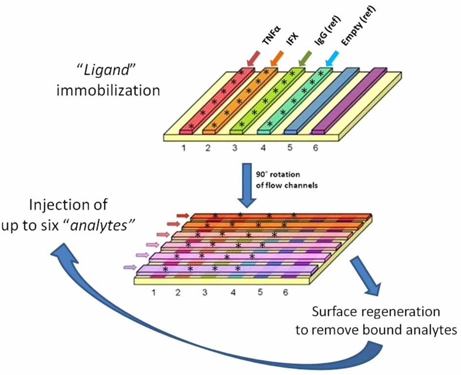 Fig. 2 SPR for determination of IFX and ATI concentrations in serum.