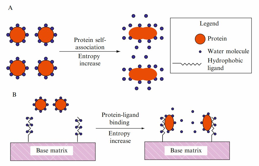 Fig. 1 The interaction between a protein and a hydrophobic ligand.