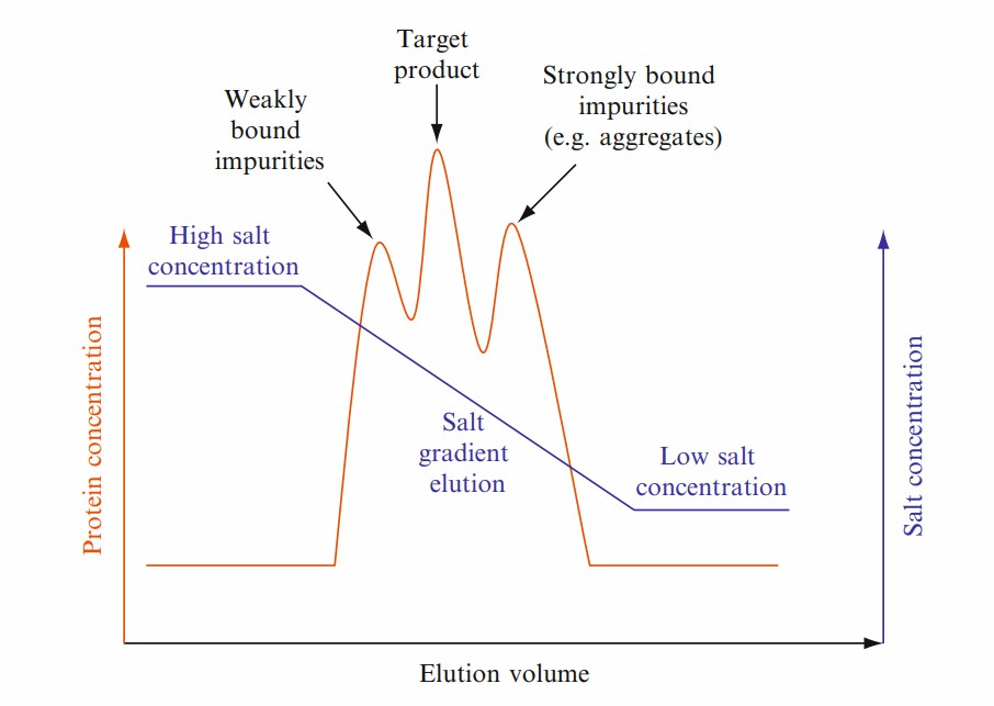 Fig. 2 A gradient elution of a protein mixture using HIC.