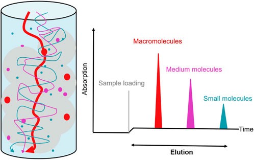 Fig. 1 Size exclusion chromatography (SEC) principle.