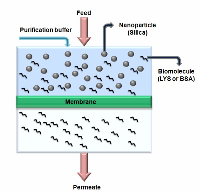 Fig. 3 Removal of proteins through the membrane.