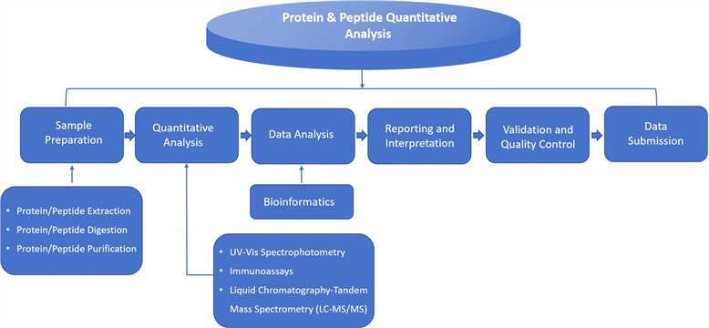 Fig. 2 Protein/peptide quantitative analysis.