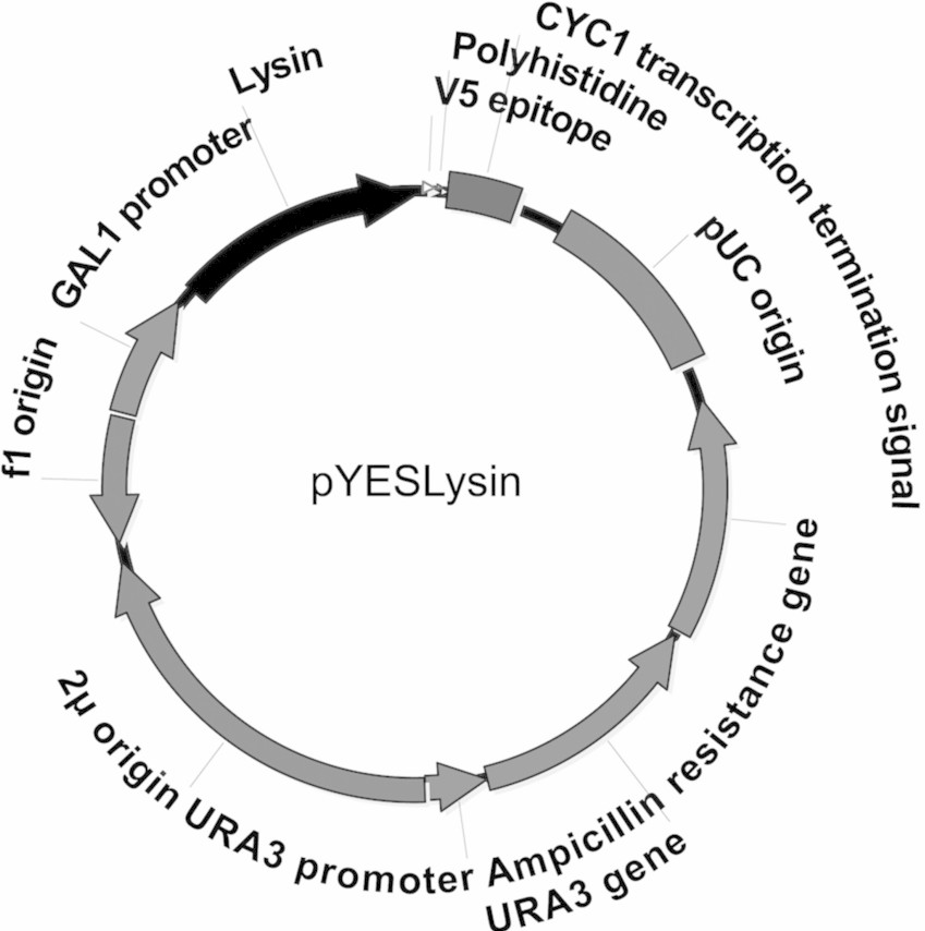 Fig. 1 Yeast expression vector.