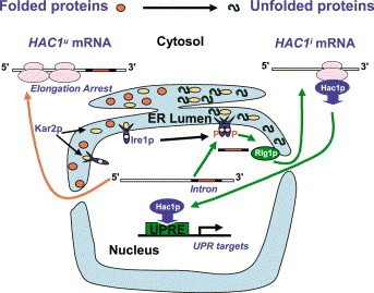 Fig. 2 A novel yeast expression system based on UPR.