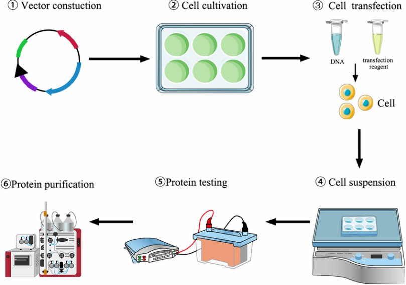 Fig. 1 Transient expression process in mammalian cells. 