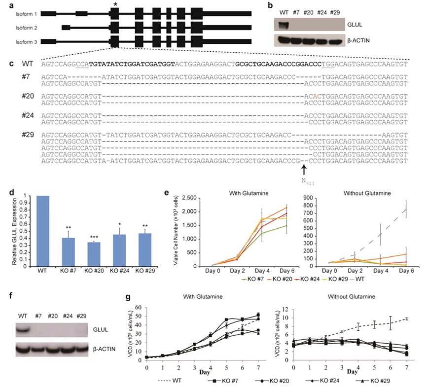 Fig. 2 HEK293 GLUL knockout (KO) cells generation.