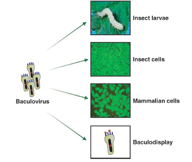 Fig. 1 Baculovirus expression vectors.