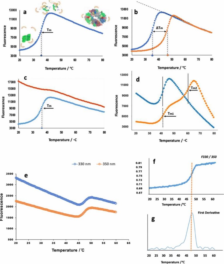 Fig. 1 DSF profile of a protein sample.