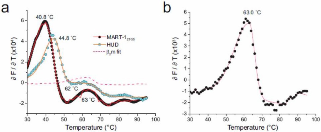 Fig. 3 DSF detects separate β2m unfolding.