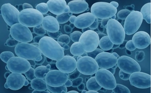 Yeast Expression Technology