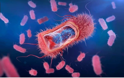 E. coli Expression Technology 