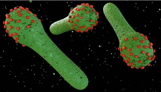 Baculovirus-Insect Cell Expression Technology