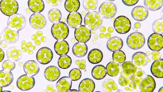 Eukaryotic Microalgae Expression Technology