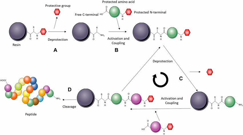 Fig. 1 Solid-phase peptide synthesis (SPPS) system.