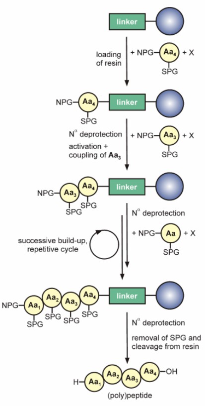 Fig. 2 Peptide assembly.