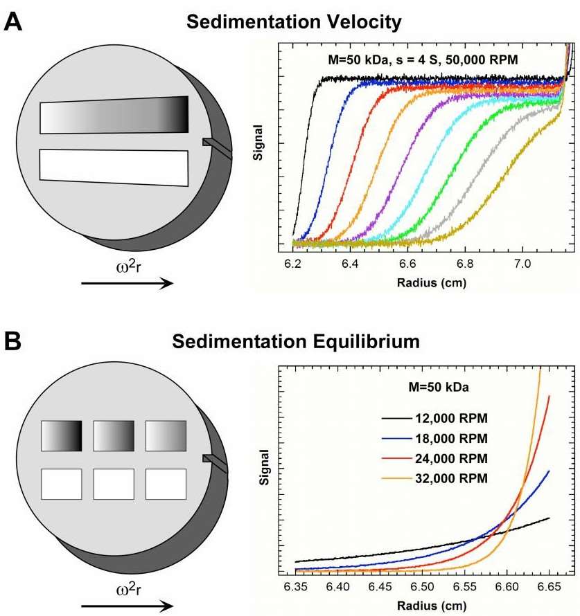 Fig. 1 Analytical ultracentrifugation experiments.