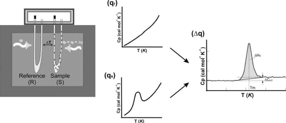 Fig. 1 Dynamic light scattering