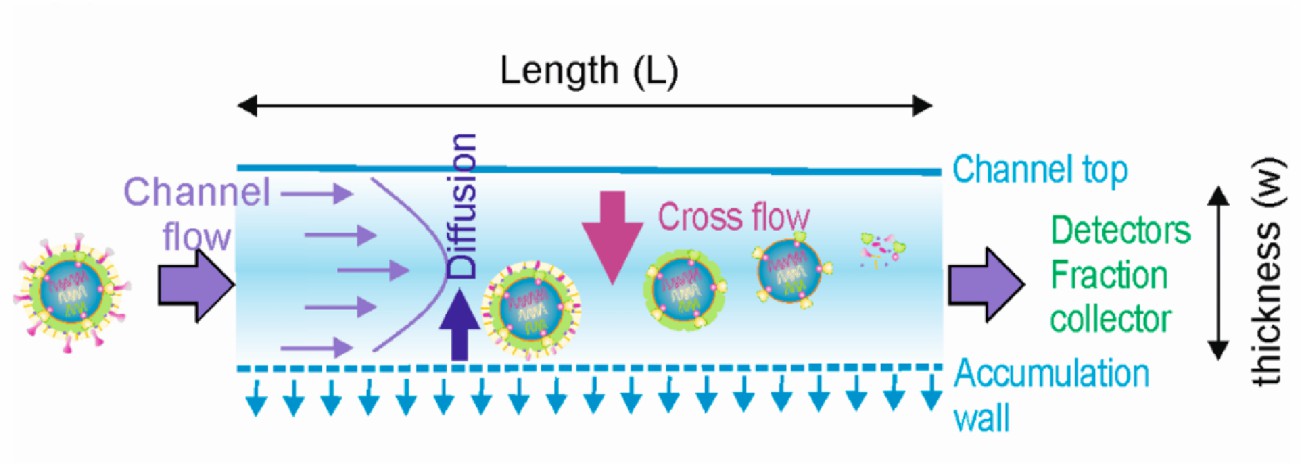 Fig. 1 Flow field-flow fractionation (AF4).