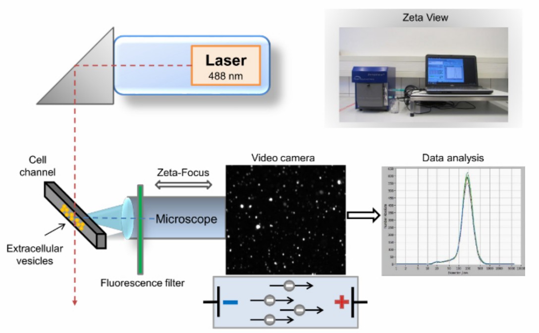 Fig. 1 Nanoparticle tracking analysis.