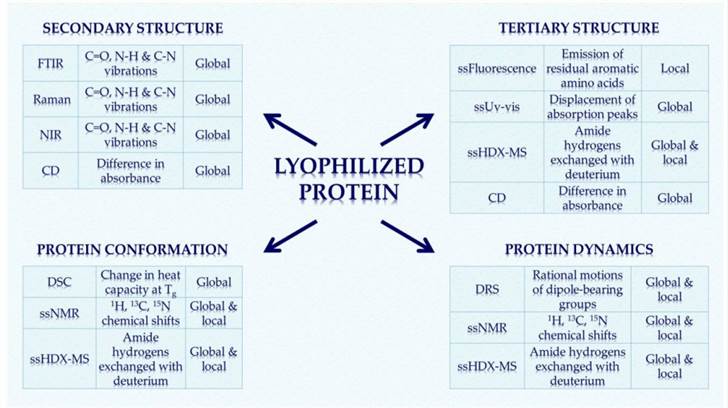 Fig. 1 The most common analytical techniques for the structural characterization of proteins.