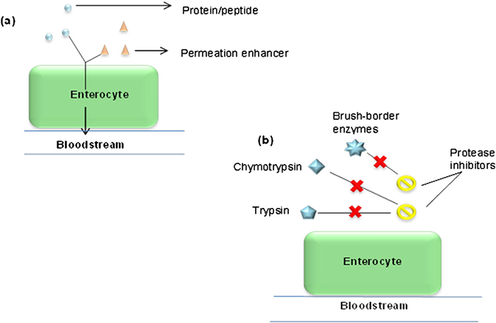 Formulation strategies for enhancing protein and peptide delivery