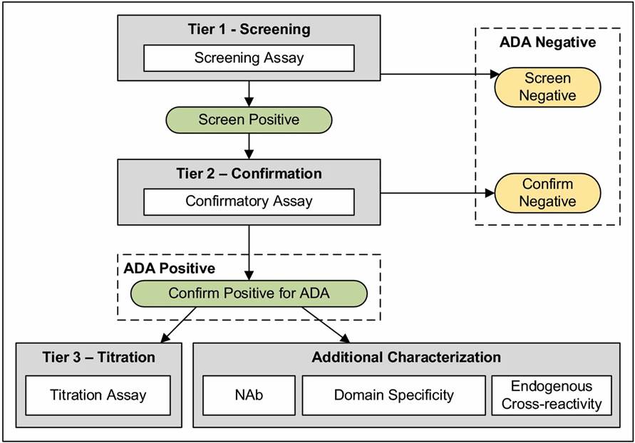 Fig. 2 Workflow of the harmonized multi-tiered ADA sample testing scheme.