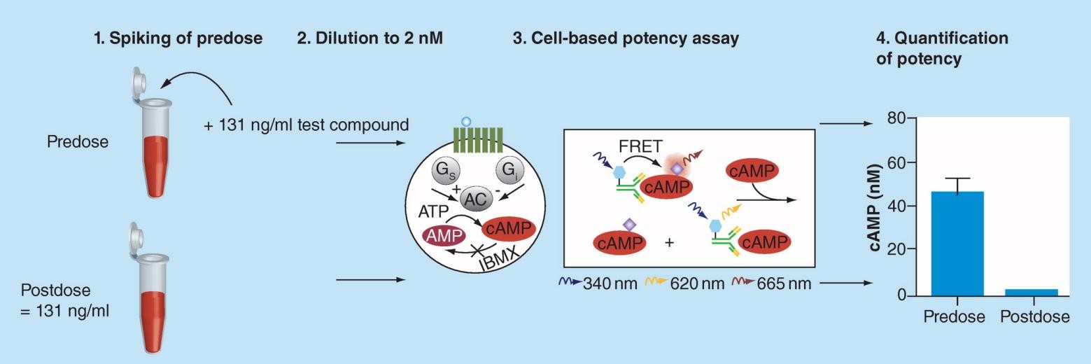 Fig. 1 The ex vivo potency assay comprises four basic steps.