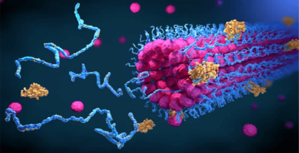 Hydrogen-Deuterium Exchange Mass Spectrometry (HDE-MS) Technology