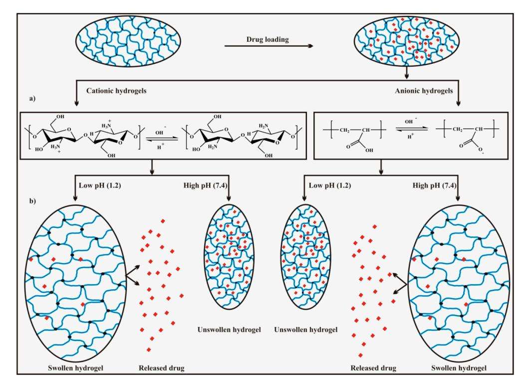 Fig.1 Mechanism of pH-dependent swelling and drug release in hydrogels.