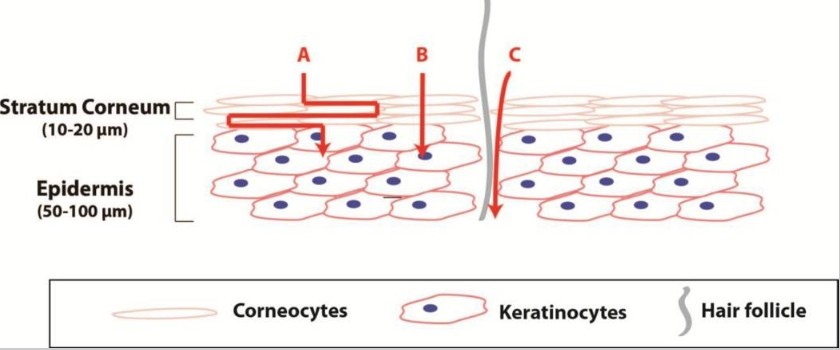 Fig.2 Transport pathways into the skin. 