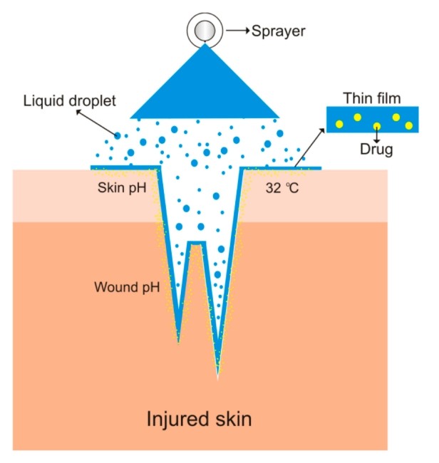 Fig.1 Diagram of the skin's structure illustrating layers for spray formulation absorption.