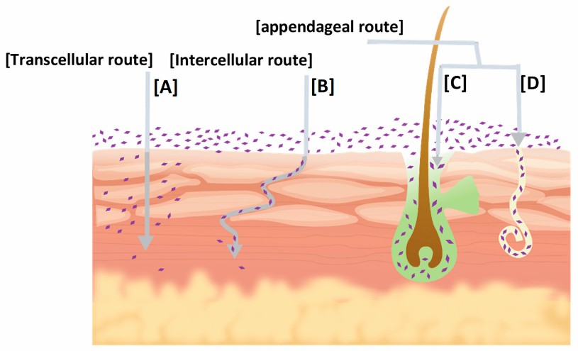 Fig.1 Permeation pathways in the skin.