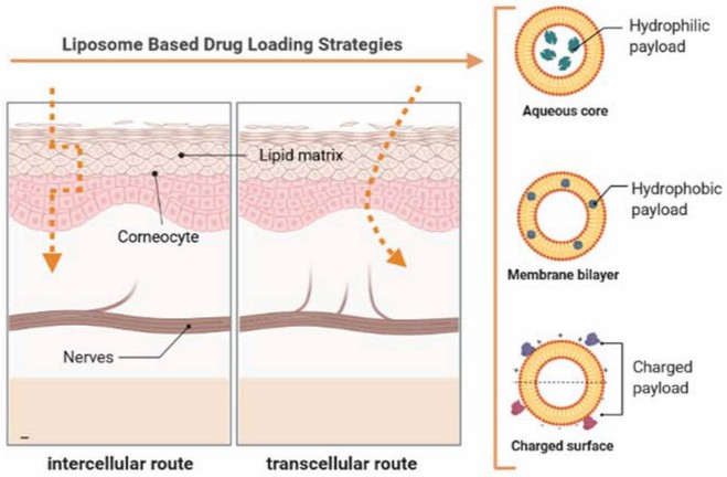 Fig.1 Diagram showing pathways of compound permeation through the skin, emphasizing the role of flexible liposomes in drug delivery.