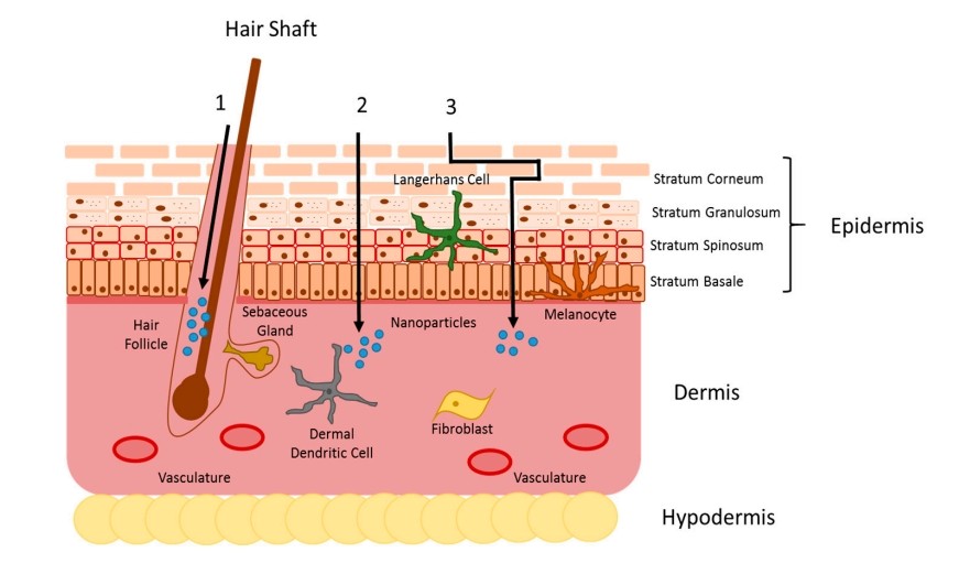 Fig.1 Illustration of nanoparticle skin penetration pathways. 