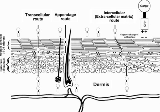 Fig.1 Schematic representation of routes for topical delivery of cell-penetrating peptides (CPP)/Cargo complexes through human skin.