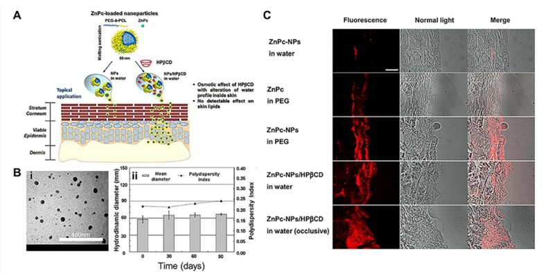 Fig.2 The skin biological structure.