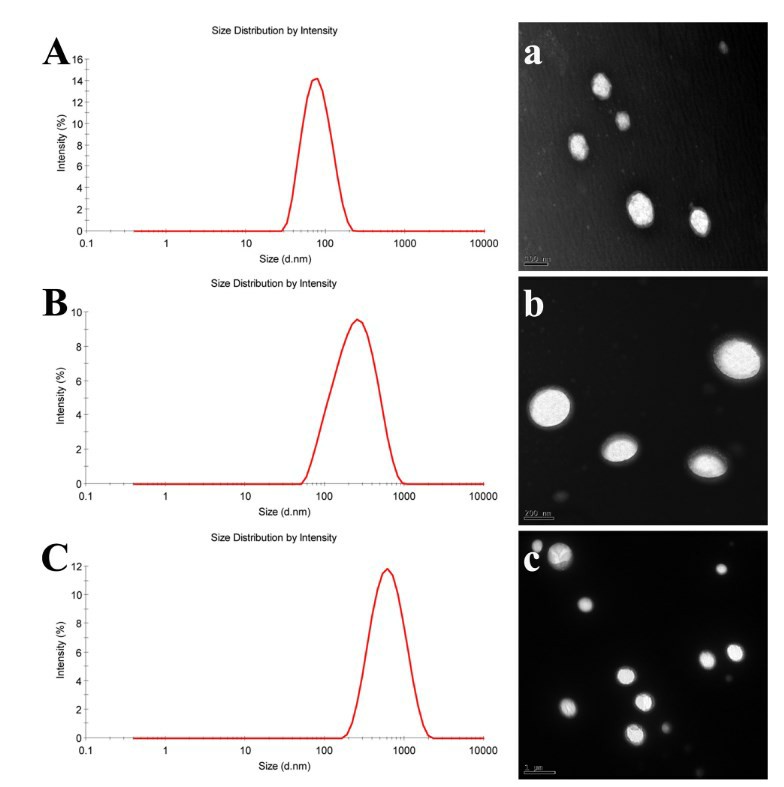 Fig.2 Particle size distribution and morphology of nanoemulsions.