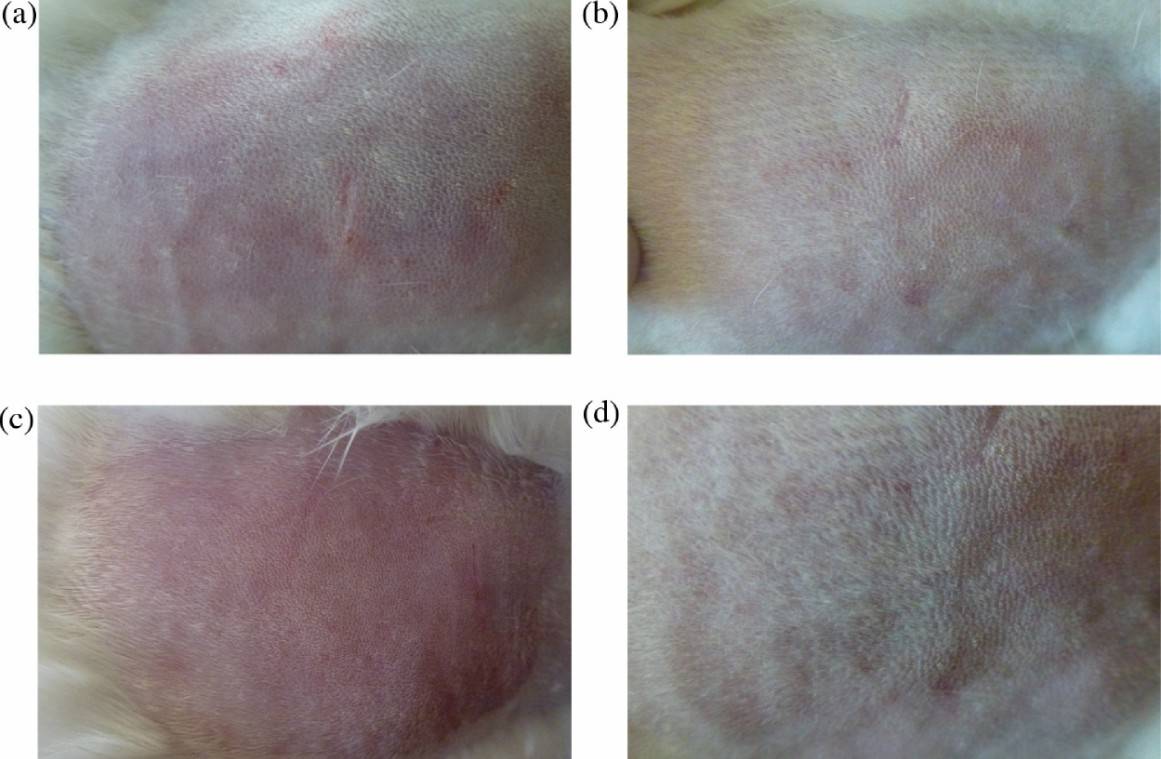 Fig.1 Comparison of dermal condition before and after administration of transdermal formulation in different test groups.