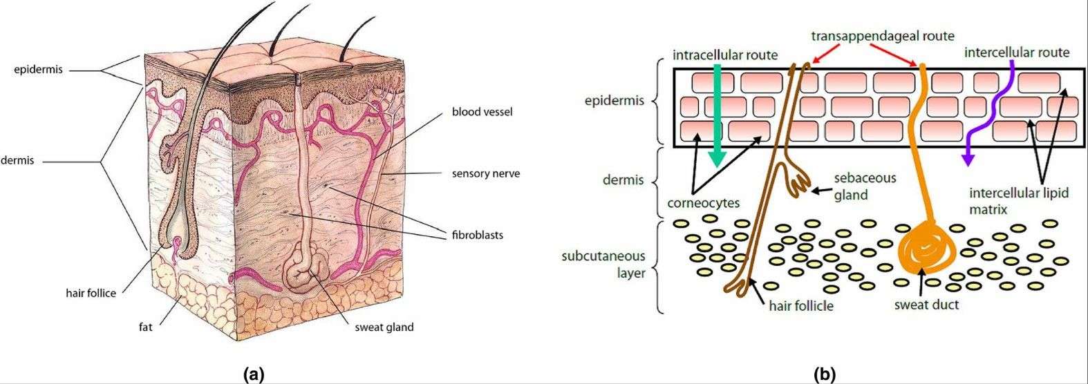 Fig.2 Routes of percutaneous absorption.