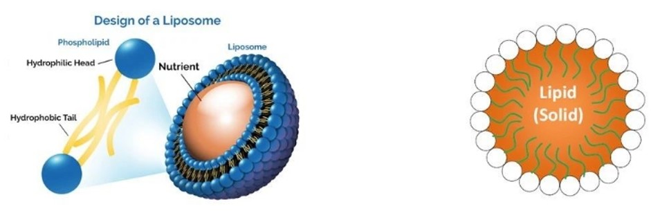 Fig.2 Lipid nanoparticle structure.