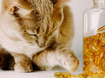 Veterinary Health Care Ingredients