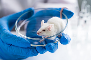 Pharmacology Services for Veterinary Drugs – CD Formulation