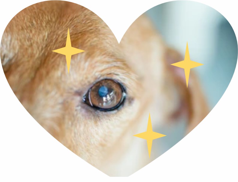 Development of Eye-brightening Nutrition Gel