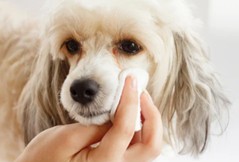 Development of Nutrition Gel for Removing Tear Stains