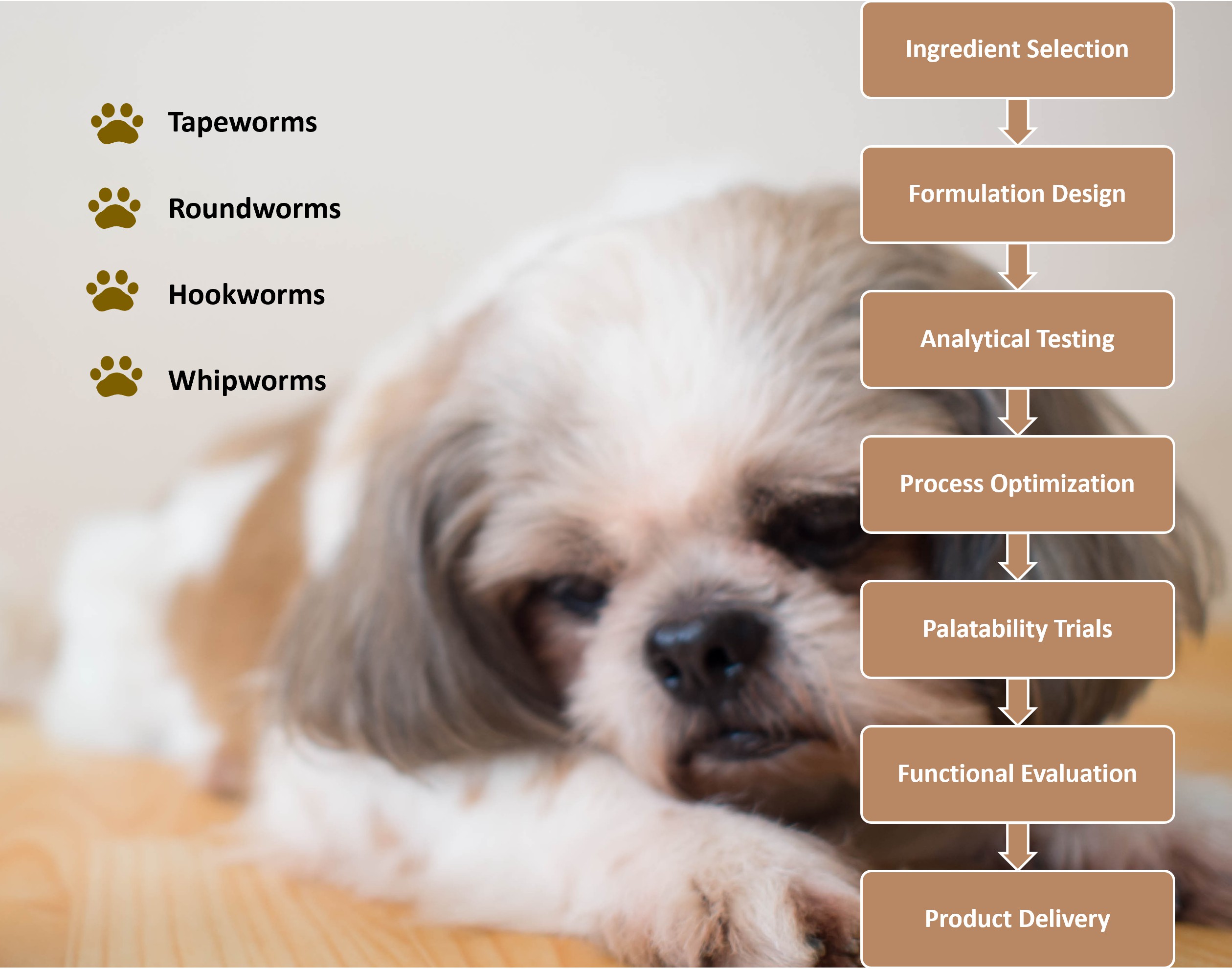 Our Veterinary Deworming Gel Development Process