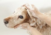 Rub with shampoo