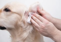 Veterinary Solid Dosage Forms
