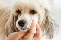 Veterinary Solid Dosage Forms