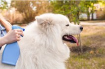 Veterinary Solid Dosage Forms