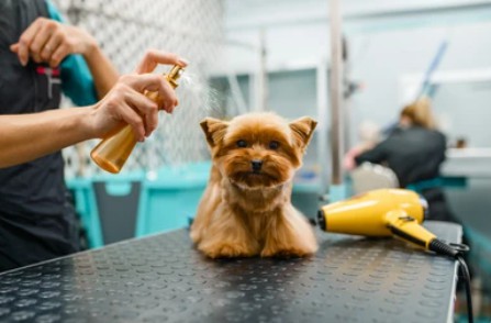 Pet Plant Essential Oil Spray Customization